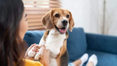Person sitting on couch playing with Beagle
