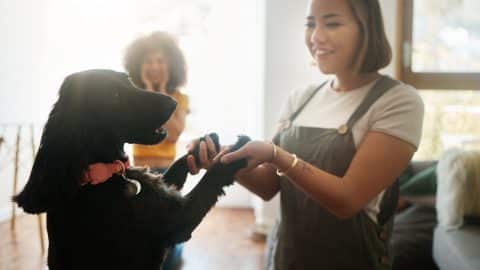 Two people playing with dog in living room