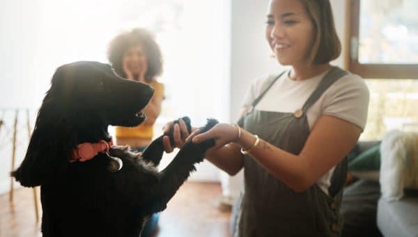 Two people playing with dog in living room