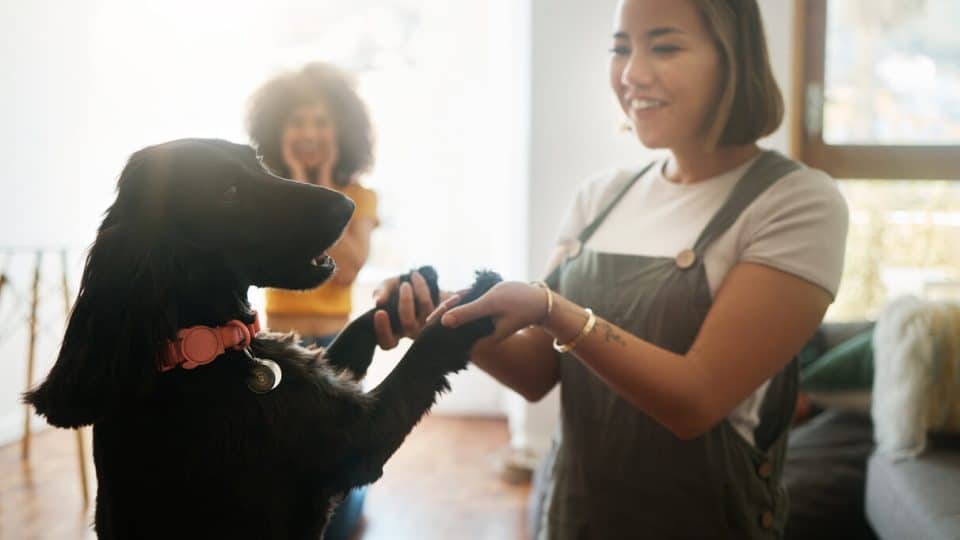 Two people playing with dog in living room