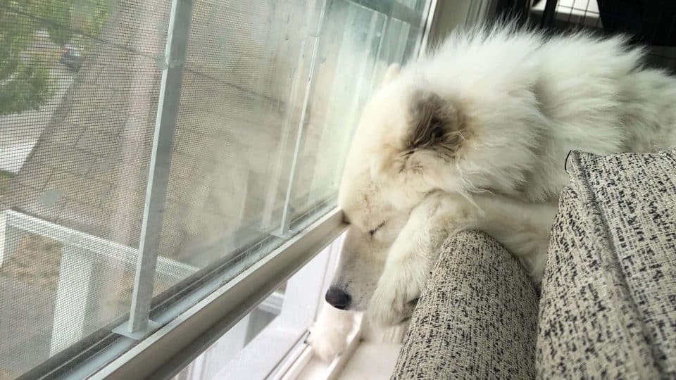 Samoyed falling asleep from looking out the window