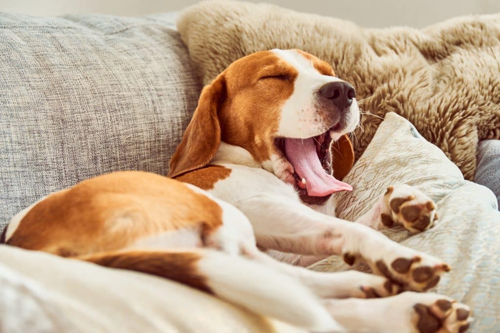 Chien sur un canapé avec une pose amusante. Beagle fatigué qui dort sur le canapé, les pattes en l'air sur le dos. Chien qui bâille en tirant la langue.