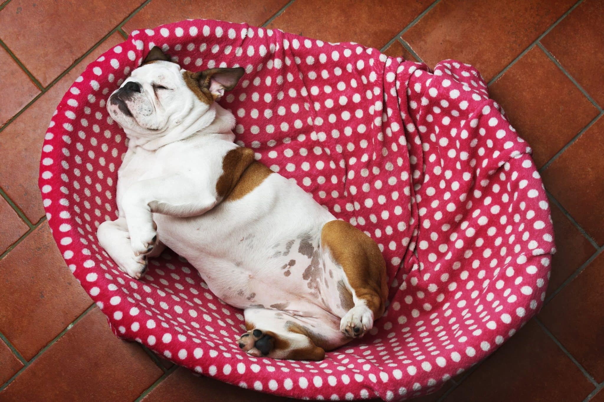 Bauch Vom Hund Macht Geräusche