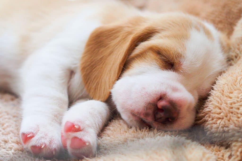 A little Beagle puppy is sleeping