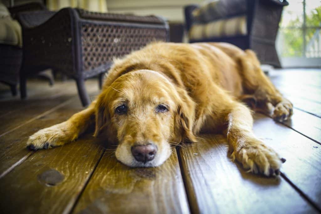 Senior labrador retriever lies on a wooden floor