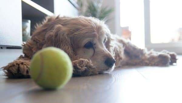 A tired senior dog with dementia