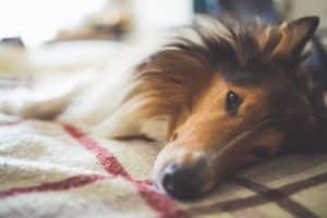 Scotland shepherd dog lying on a bed indoors