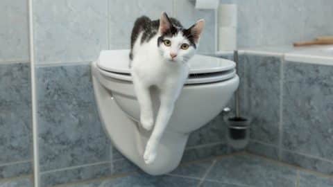 Cat sitting on closed toilet lid in tidy bathroom