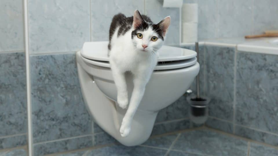 Cat sitting on closed toilet lid in tidy bathroom