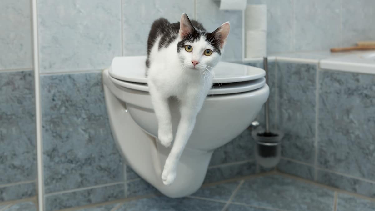 Is Toilet Training Your Cat a Stroke of Genius, or a Bad Idea?