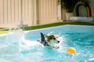 Corgi swimming in pool