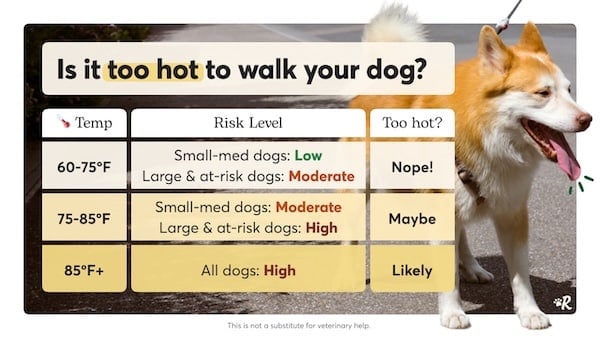 Safety temperature chart for walking dogs
