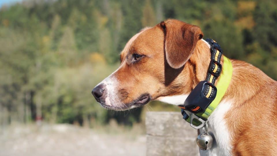 Dog with training collar and bear bell in front of defocused nature