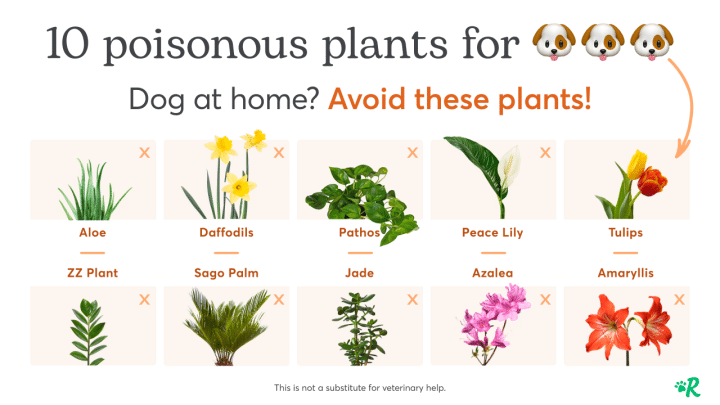 Which Plants Are Toxic to Dogs?