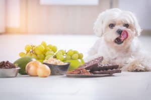 White dog next to toxic food for dogs