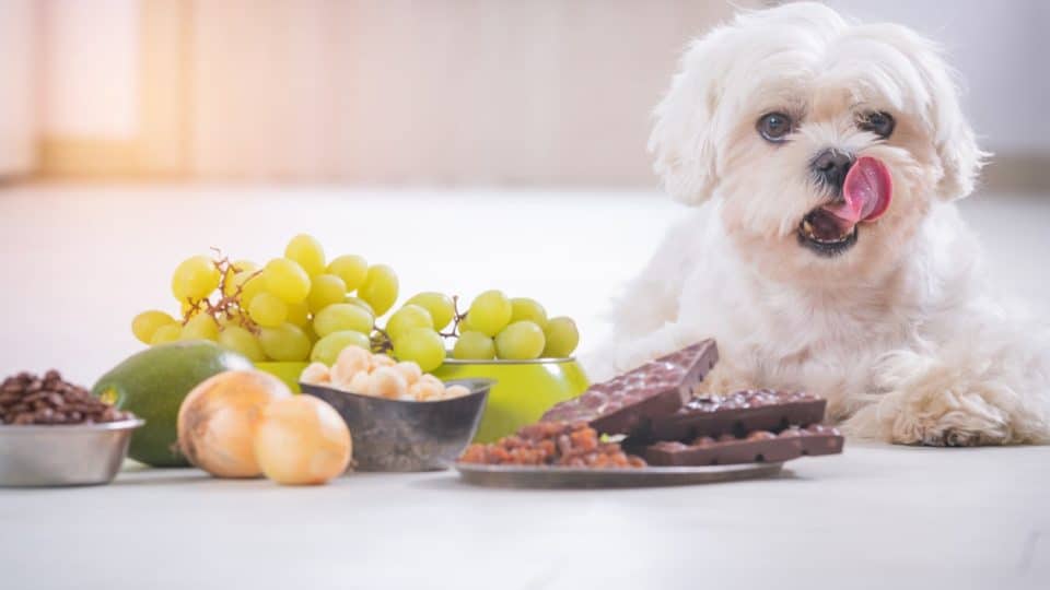 White dog next to toxic food for dogs
