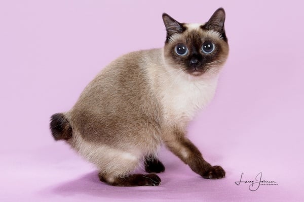 Small Toybob cat with huge eyes against purple background.