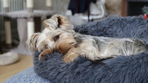 Yorkshire Terrier resting in dog bed