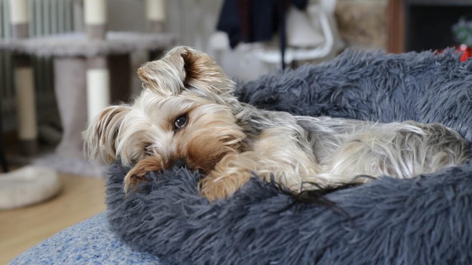 Yorkshire Terrier resting in dog bed