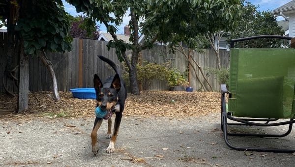 black and tan dog loping towards camera with blue tennis ball outside