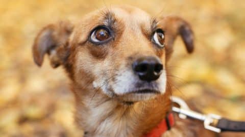 Worried dog on leash looking up at owner