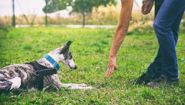 Whippet dog learns the cue to lie down.