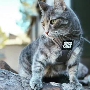 travel harnesses for cats