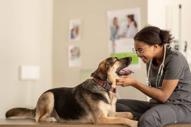 Smiling vet looking at relaxed dog