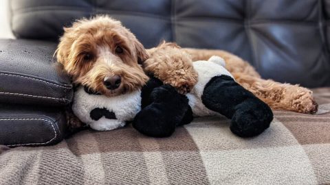 Anxious dog cuddling with panda toy
