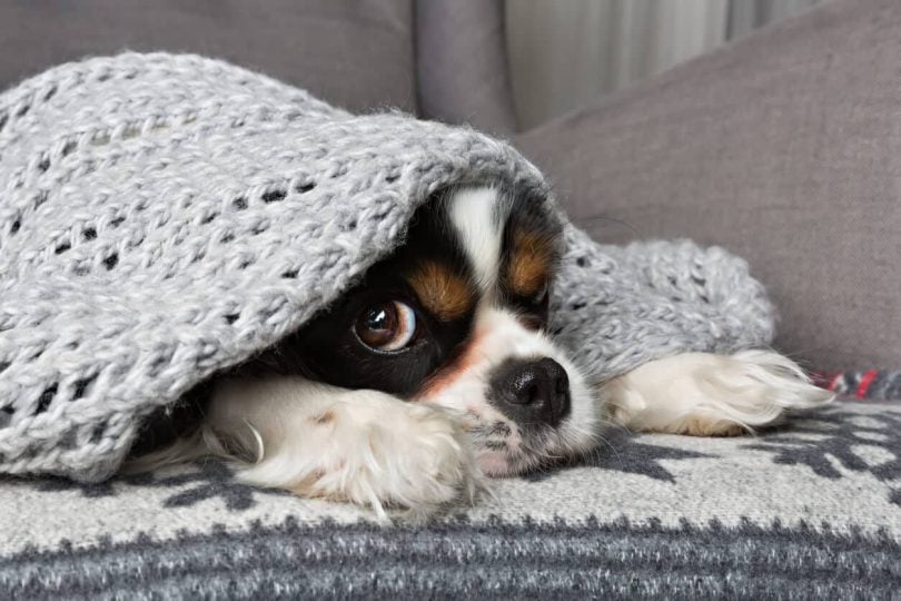 Small anxious dog hiding under blanket