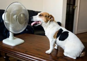 Jack Russell Terrier sitting on table in front of fan