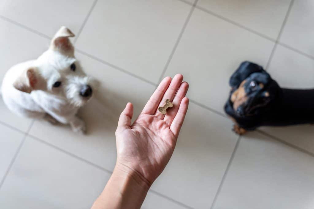 Using treats to redirect unwanted behaviors in dogs