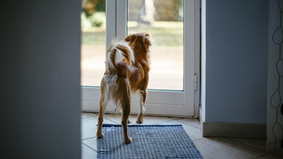 Dog waiting at door expectantly
