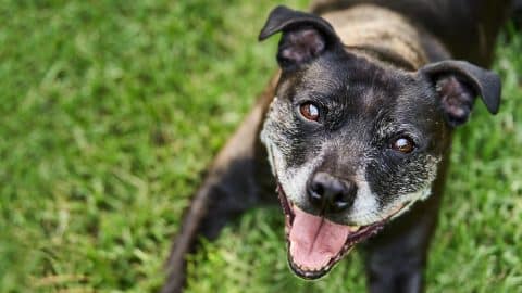 Close-up portrait of a senior Staffordshire bull terrier lying outside on some grass