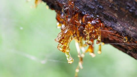 Resine drops from Reunion Island, spider web on them stock photo