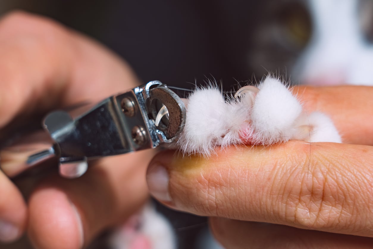 How To Trim Cat Nails A Vet & Behaviorists Step By Step Guide