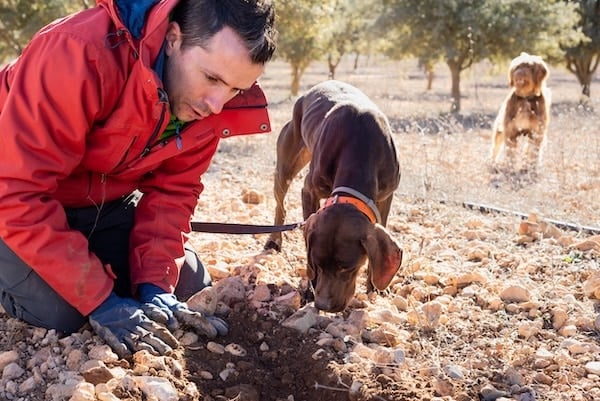 Dogs truffle hunting with man in rocky terrain