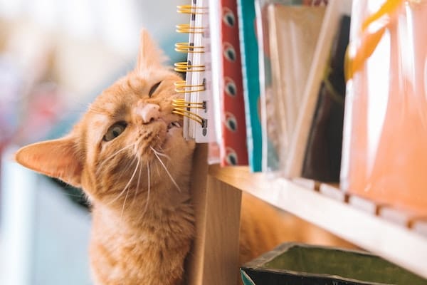 Cat smooshes cheek against bookshelf