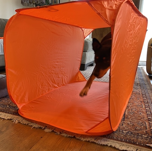 dog stepping through orange tunnel