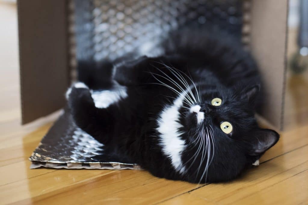 A cute tuxedo cat rolling around in a box