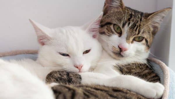 A male and female cat cuddling together