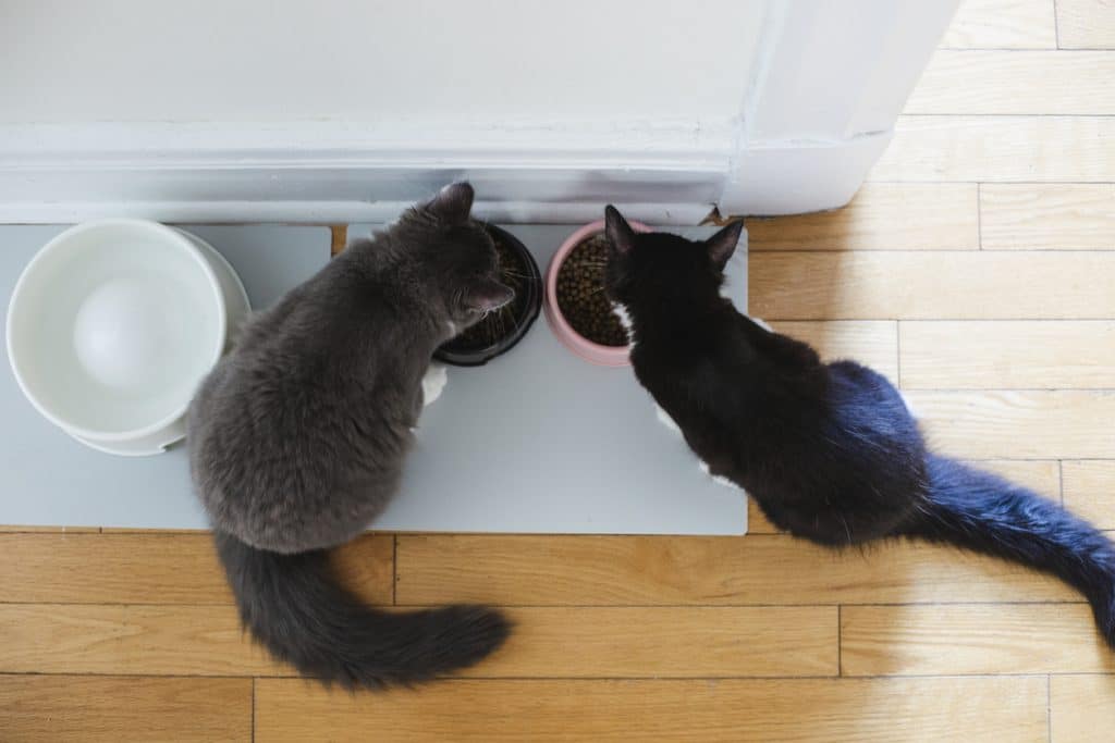 Dos gatos comiendo
