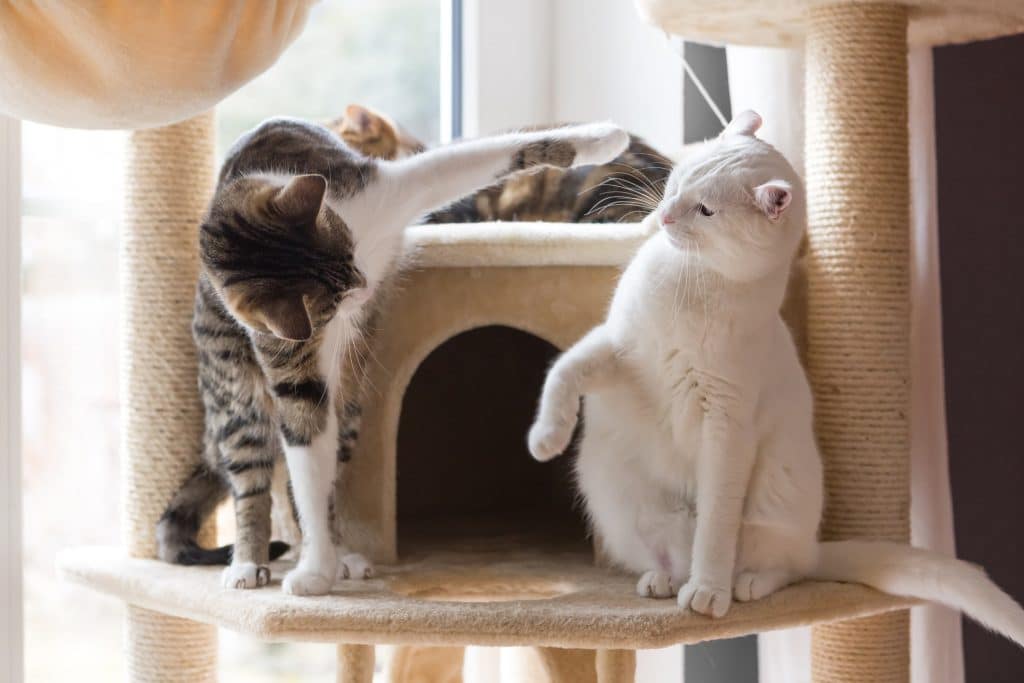 Two cats fighting in a cat tree