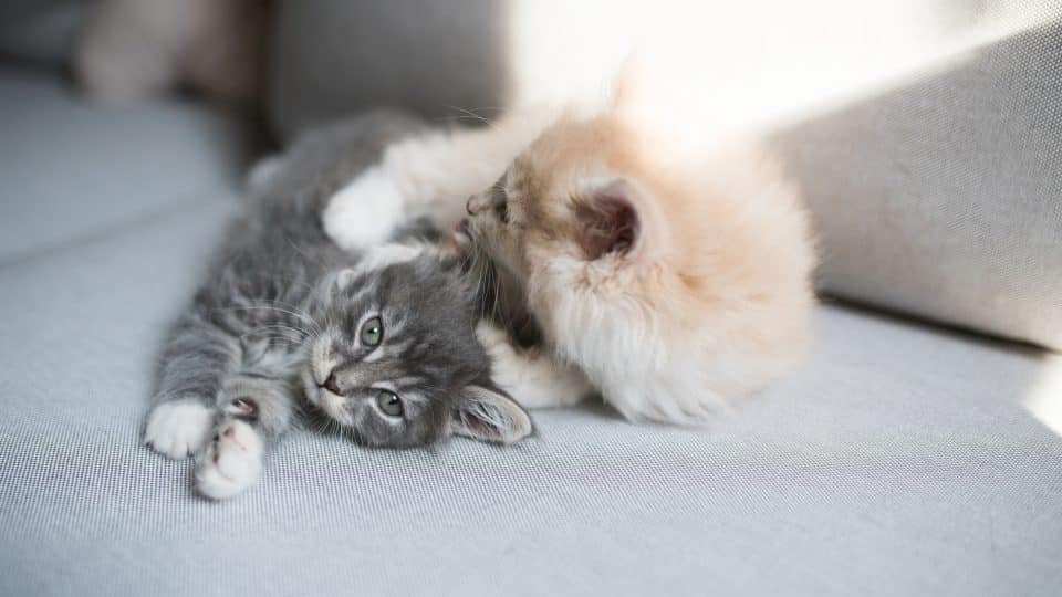 two maine coon kittens lying on a couch grooming