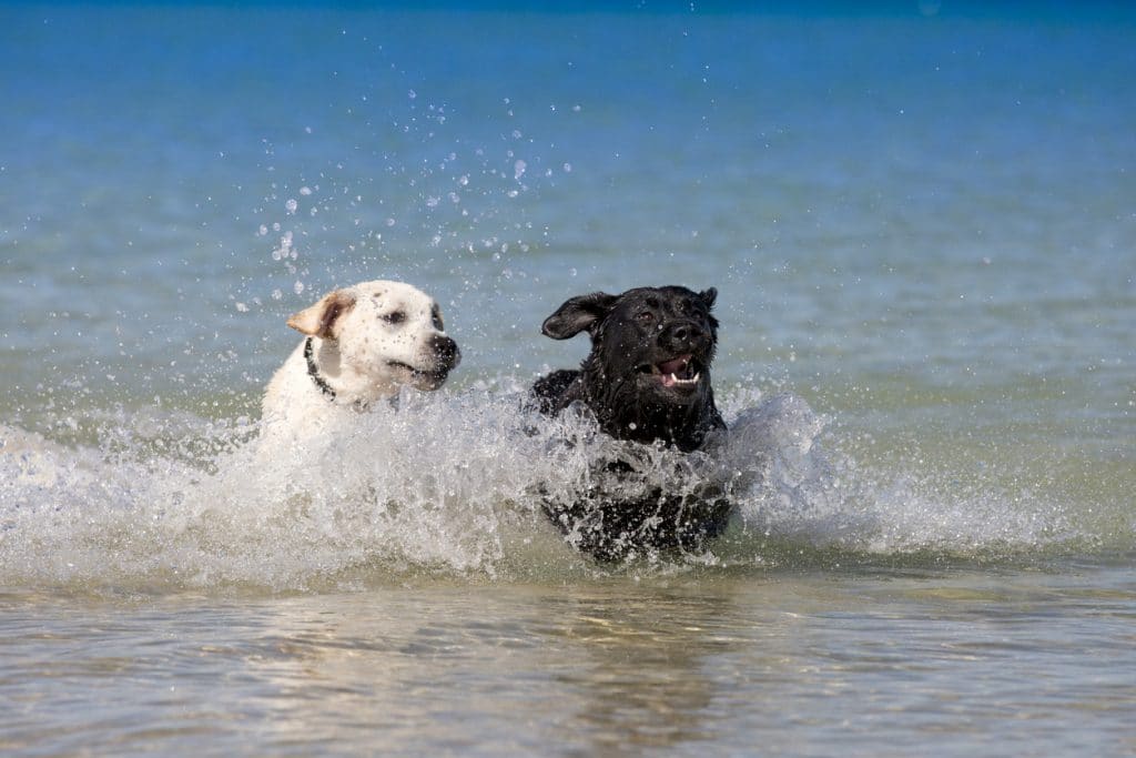 A black Labrador and a yellow Labrador racing each other through the beautiful blue water at the beach with lots of splashing.