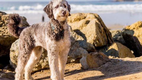 Aussiedoodle standing on beach