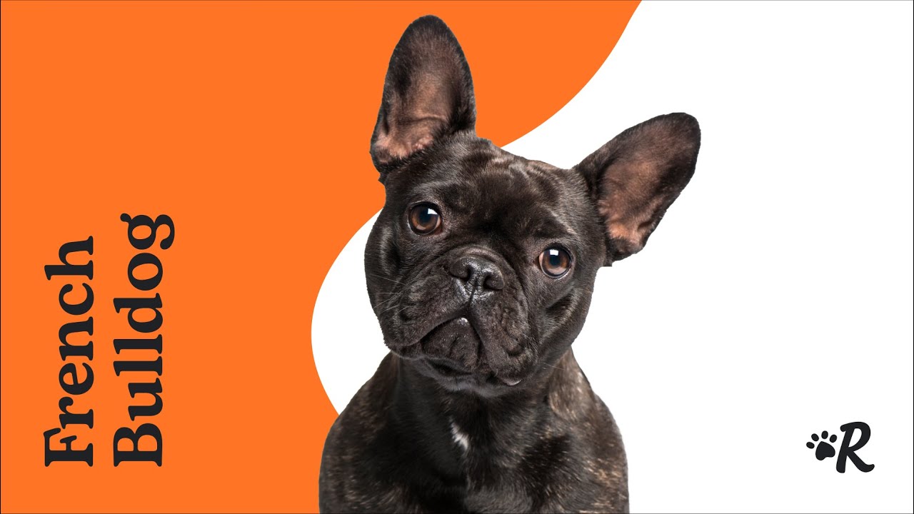 The 13 Best Toys for French Bulldogs for Breathable, Drool-Proof Fun