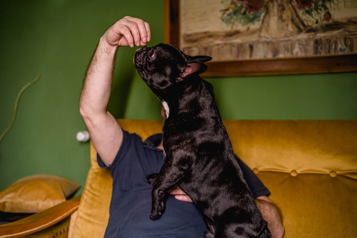 182 Best Black Dog Names Inspired By Everything Black