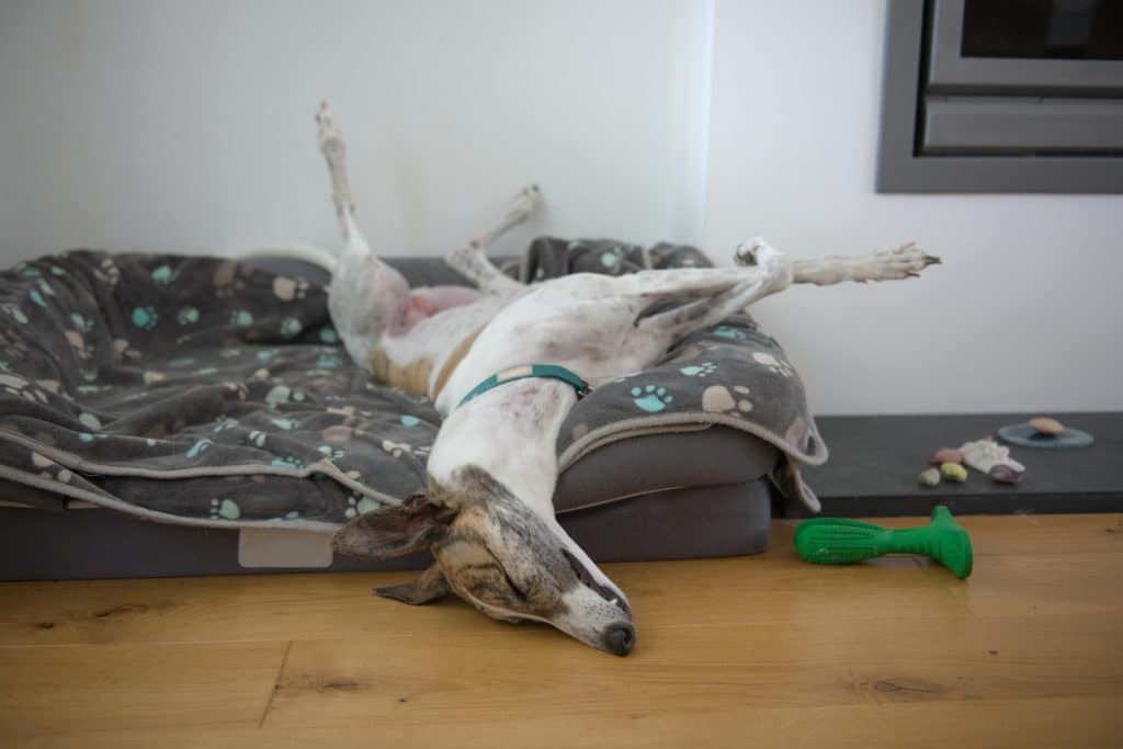 Adopted greyhound sleeps with legs in the air