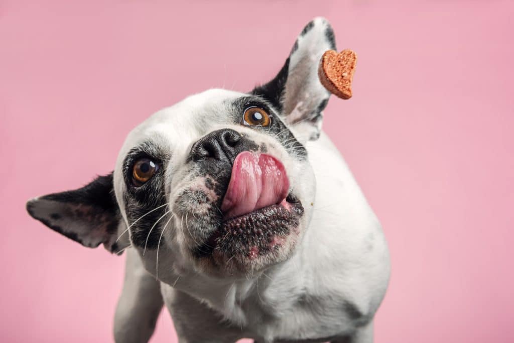 French bulldog trying to catch a dog biscuit thrown to her by her owner. Close-up portrait, photographed against a pale pink background